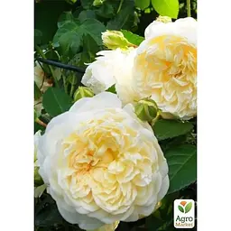 Троянда англійська Agro-Market плетиста Перпешуалі Йорс саджанець класу АА+ вищий сорт 1 шт. в упаковці (23990) - мініатюра 3