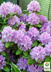 Саджанець Agro-Market Рододендрон ліловий Кетевбинський Грандіфлорум (Catawbiense Grandiflorum) (45486) - мініатюра 2