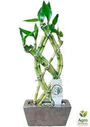 Саджанець Agro-Market Бамбук Сандера Dracaena sanderiana (висота 20-30 см) з Нідерландів 1 шт. в упаковці (134213) - мініатюра 2