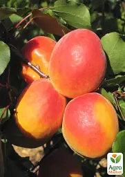 Саджанець Agro-Market Абрикос Анегат (літній сорт, пізній термін дозрівання) 1 шт. в упаковці (182865) - мініатюра 2