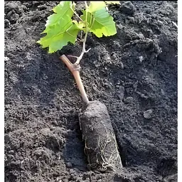 Саджанець Agro-Market Виноград Преображення (ранній термін дозрівання) 1 шт. в упаковці (17703) - мініатюра 5
