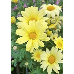 Саджанець Agro-Market Аргірантемум La Rita Yellow (контейнер №10 висота 15 см) (177096) 1 шт. в упаковці - мініатюра 2