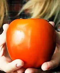Саджанець Agro-Market Хурма на віргінській морозостійкій підщепі Віргінська великоплідна вищий сорт! (44804) 1 шт. в упаковці - мініатюра 6