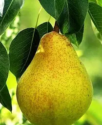 Саджанець Agro-Market Груша Жозефіна (зимовий сорт, пізній термін дозрівання) (39891) 1 шт. в упаковці - мініатюра 3