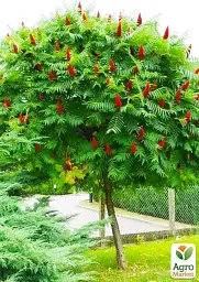 Саджанець Agro-Market Сумах Віргінський (Оцтове дерево) 1 шт. в упаковці (50835) - мініатюра 4