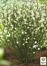 Саджанець Agro-Market Рокитник White Lion (цитисус) вазон С3 (181556) - мініатюра 3