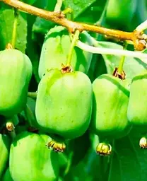 Саджанець Agro-Market Актинідія Київська великоплідна (міні-ківі, морозостійкий сорт, пізній термін дозрівання) (44815) 1 шт. в упаковці - мініатюра 2