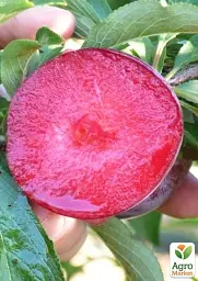 Саджанець Agro-Market Слива диплоїдна Блек Сплендор (Black Splendor) (літній сорт, середній термін дозрівання) 1 шт. в упаковці (63194) - мініатюра 2