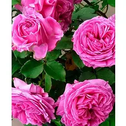 Троянда в контейнері плетиста "Pink Mushimara" (саджанець класу АА+) (152603) 1 саженец