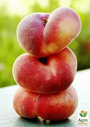 Саджанець Agro-Market Персик жовтий з яскравим рум'янцем Тропічний рай (Tropical paradise) (англійська селекція, преміальний високоврожайний сорт) 1 шт. в упаковці (39930) - мініатюра 6