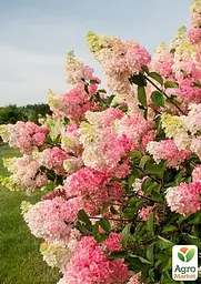Саджанець Agro-Market Гортензія 3-х річна волотиста Melba (167000) - мініатюра 4