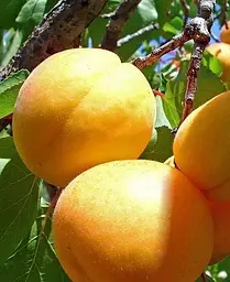 Саджанець Agro-Market Абрикос Улюблений (43996) 1 шт. в упаковці - мініатюра 4
