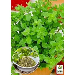 Саджанець Agro-Market Майоран запашний (Amaracum) (52518) 1 шт. - мініатюра 2