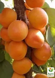 Саджанець Agro-Market Абрикос Олімп (літній сорт, ранній термін дозрівання) 1 шт. в упаковці (35989) - мініатюра 2