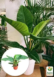 Саджанець Agro-Market Філодендрон Imperial Green кімнатний 30-40 см 1 шт. в упаковці (182692) - мініатюра 3