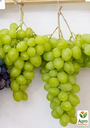 Саджанець Agro-Market Виноград Альбіна (ранній термін дозрівання, великий, солодкий) 1 шт. в пакуванні (177287) - мініатюра 2