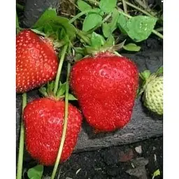 Саджанець Agro-Market Полуниця Портола (Portola) 5шт (ремонтантний високоврожайний сорт, ранній термін дозрівання) (37282) - мініатюра 8