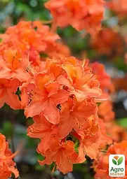 Саджанець Agro-Market Азалія 2-х річна Mandarin Lights С2 висота 25-50см (152174) - мініатюра 4