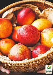 Саджанець Agro-Market Нектарин Рубіновий (лисий персик, літній сорт, середній термін дозрівання) 1 шт. в упаковці (15918) - мініатюра 6