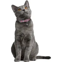 Нашийник для котів BronzeDog Barksi Classic Хвиля шкіряний одинарний з срібним тисненням 2XS 18-25х1 см рожевий - мініатюра 4