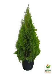 Саджанець Agro-Market Туя західна Smaragd (ком/сітка) висота 120-140 см 1 шт. в упаковці (175609) - мініатюра 3