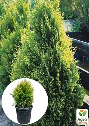 Саджанець Agro-Market Туя складчаста Kornik С20 висота 50-60 см 1 шт. в упаковці (176421) - мініатюра 2
