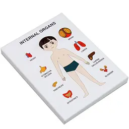 Пазли навчальні Internal Organs 30349