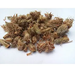 Сосна звичайна Брунька Паросель Хвійка Хвойка Pinus sylvestris - мініатюра 1