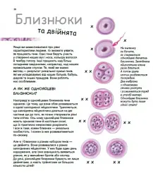 X та Y, дівчинка або хлопчик? - мініатюра 8