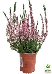 Саджанець Agro-Market Верес вічнозелений Myrtha (44266) - мініатюра 2
