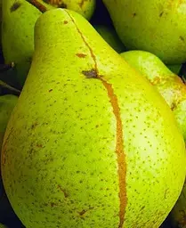 Саджанець Agro-Market Груша Кюре (Вільямс зимовий) (зимовий сорт, пізній термін дозрівання) (35804) 1 шт. в упаковці - мініатюра 4