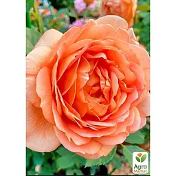 Троянда флорибунда Agro-Market Фенікс саджанець класу АА+ вищий сорт 1 шт. в упаковці (120461) - мініатюра 2