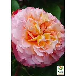 Троянда чайно-гібридна Agro-Market Augusta Luise саджанець класу АА+ 1 шт. в контейнері (156257) - мініатюра 2