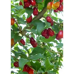 Саджанець Agro-Market Кизил Йоліко (ранній термін дозрівання, високостійкий до морозів) 1 шт. в упаковці (35879) - мініатюра 4