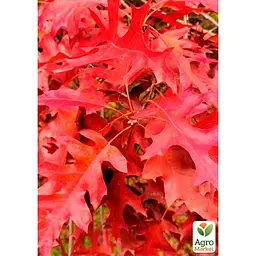 Саджанець Agro-Market Дуб яскраво-червоний Quercus rubra (стійкий до шкідників і хвороб) (44850) - мініатюра 2
