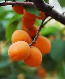 Саджанець Agro-Market Абрикос Голд Рич (літній сорт, середній термін дозрівання) (25774) 1 шт. в упаковці - мініатюра 4