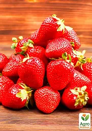 Саджанець Agro-Market Полуниця Чудо світу (ремонтантний сорт) 5 шт. в пакуванні (44700) - мініатюра 2