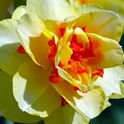 Нарцис "Tahitii" 2 шт (17165)