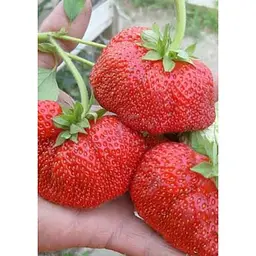 Саджанець Agro-Market Полуниця Богота (Bogota) 5шт (пізній термін дозрівання, великоплідний сорт) (44710) - мініатюра 5