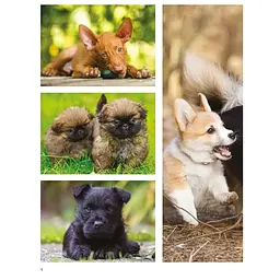 Dogs - Джексон Том - мініатюра 4
