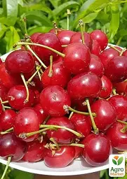 Саджанець Agro-Market Вишня Кантор Янош Фюртош (літній сорт, пізній термін дозрівання) 1 шт. в упаковці (183101) - мініатюра 2