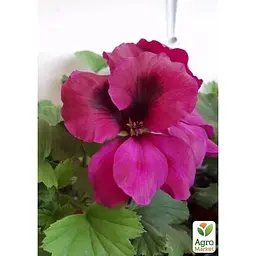 Саджанець Agro-Market Пеларгонія Королівська Aristo Burgundy (контейнер № 10 висота 10-20 см) (49108) 1 шт. в упаковці - мініатюра 4