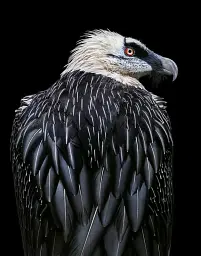 Birds. Photographs - мініатюра 8