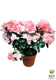 Саджанець Agro-Market Рододендрон Bicolor кімнатний 1 шт. в упаковці (50777) - мініатюра 2
