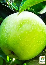 Саджанець Agro-Market Яблуня Ренет Симиренко (Симиренко) (зимовий сорт, пізній термін дозрівання) 1 шт. в упаковці (17582) - мініатюра 2