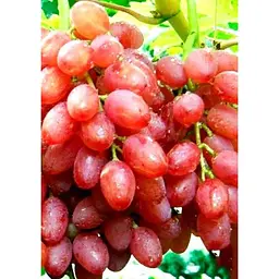 Саджанець Agro-Market Виноград Знахідка (кишмиш, ранній термін дозрівання, висока врожайність понад 6 кг з куща) 1 шт. в упаковці (19803) - мініатюра 2
