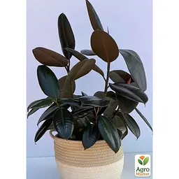 Фікус Еластика Agro-Market Abidjan 30-40 см (185291) 1 саджанець в упаковці (кімнатний) Нідерланди