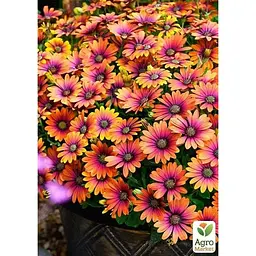 Саджанець Agro-Market Остеоспермум Purple Sun (176657) 1 шт. в упаковці - мініатюра 2