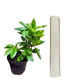 Рододендрон Agro-Market Roseum elegans 2 річний рожевий 1 саджанець в упаковці (43011) - мініатюра 3