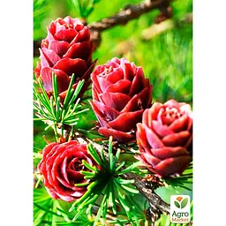 Саджанець Agro-Market Модрина Даурська (Larix Gmelinii) горщик P9 (48848) - мініатюра 2